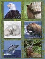 Alaskan Animals